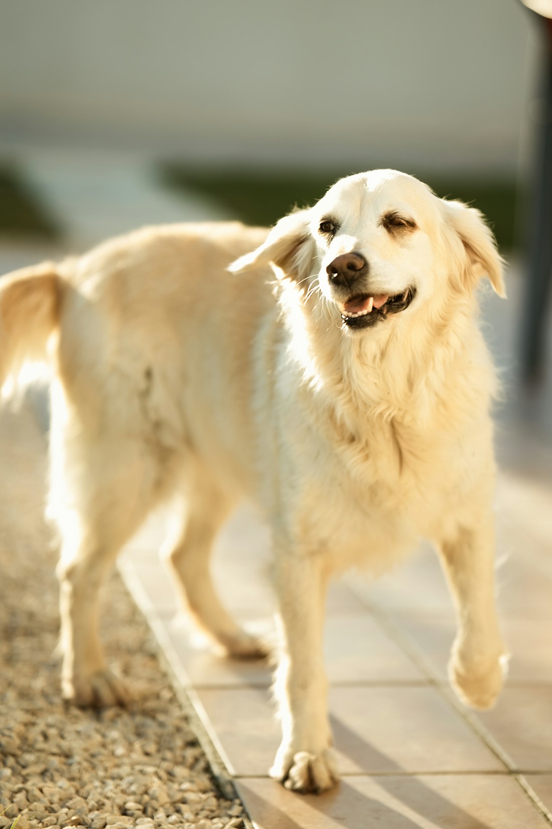 Golden retriever enjoying warm afternoon sunshine outdoors
