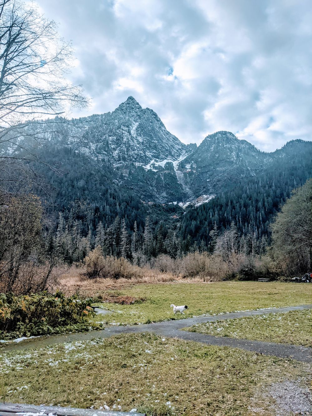 Small white dog exploring a meadow beneath forested mountain peaks